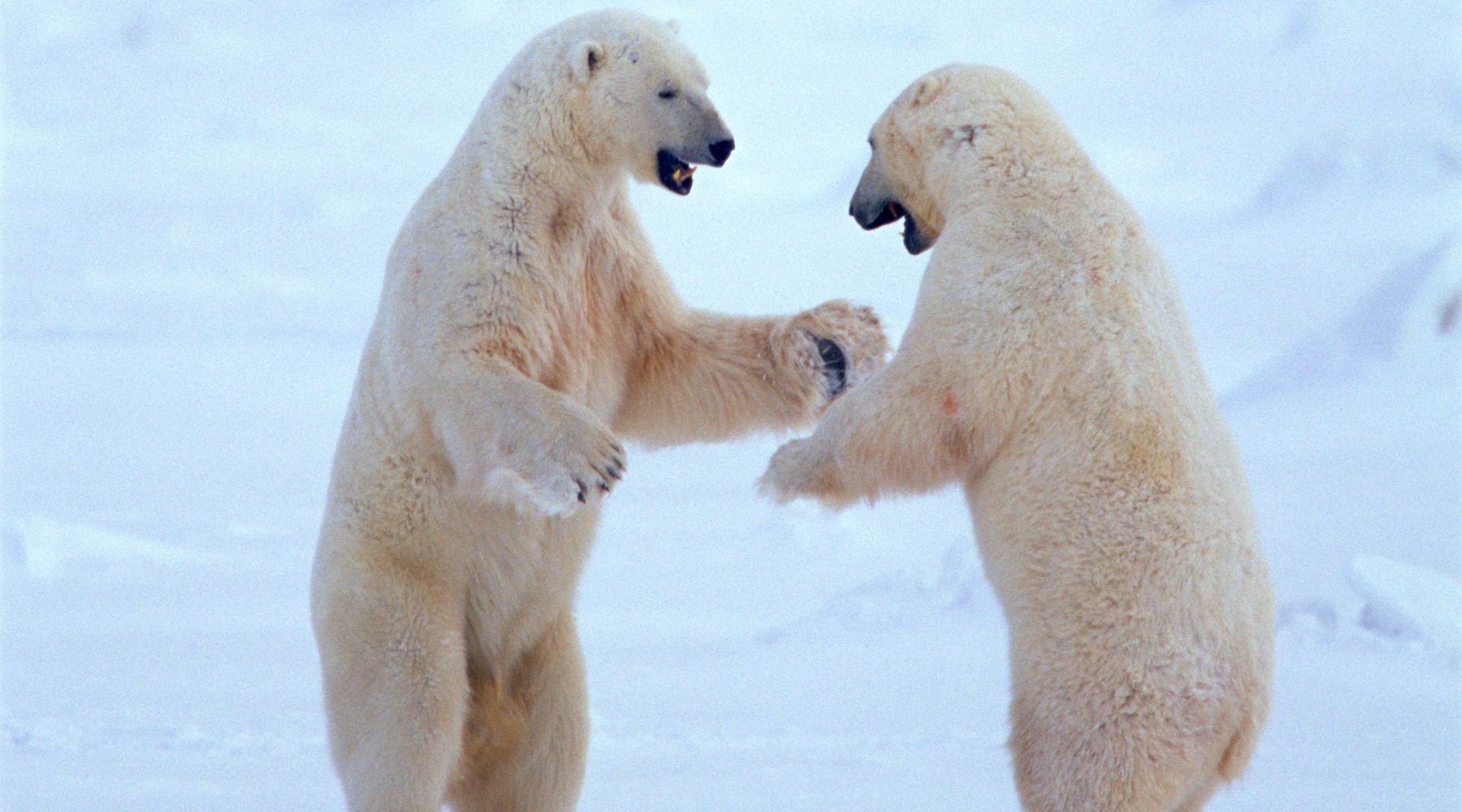 10 Facts About Polar Bears, Polar Bears Habitat, Interesting Facts About Polar Bears - FOREVER WILDLIFE