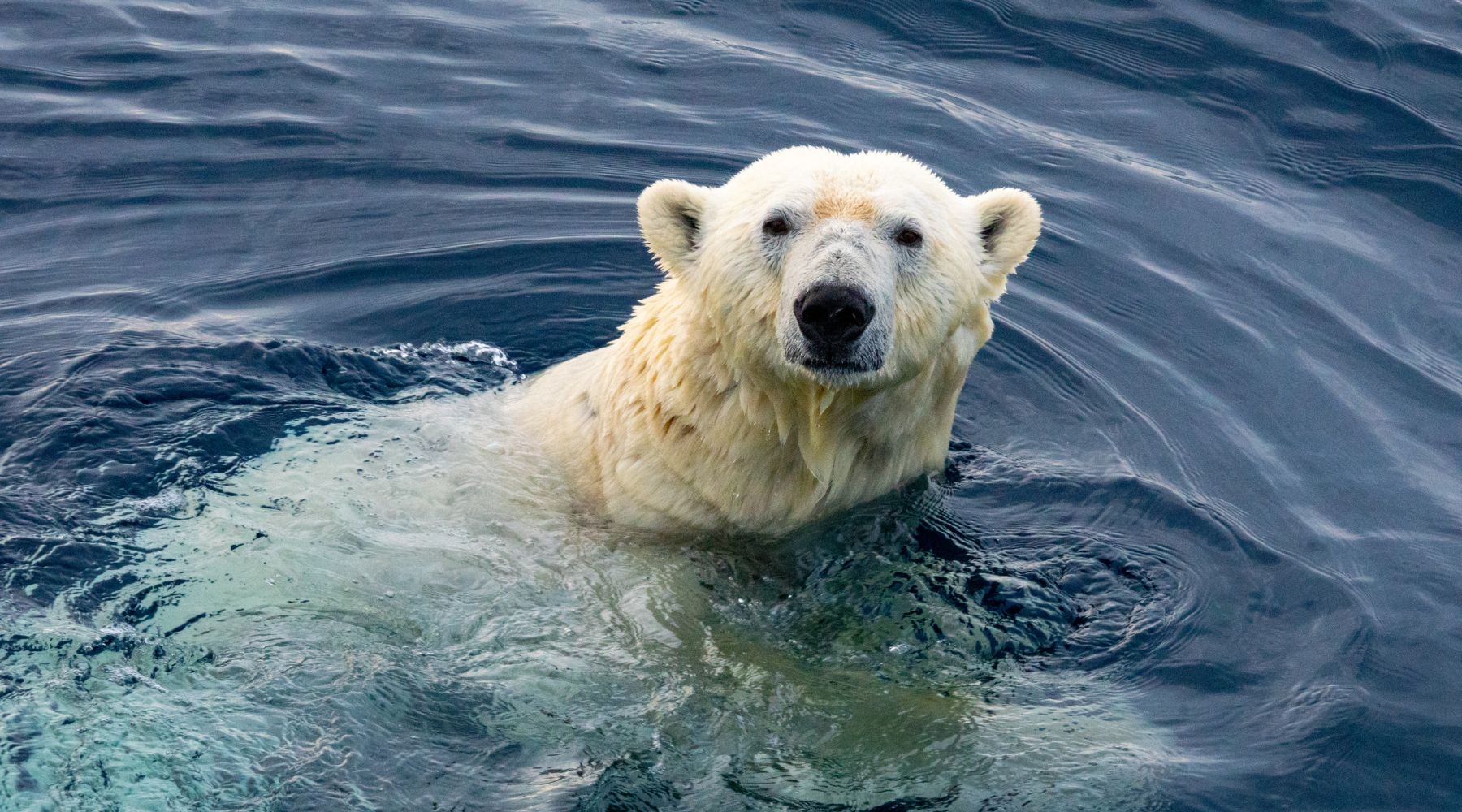 10 Facts About Polar Bears, Polar Bears Excellent Swimmers, Interesting Facts About Polar Bears - FOREVER WILDLIFE