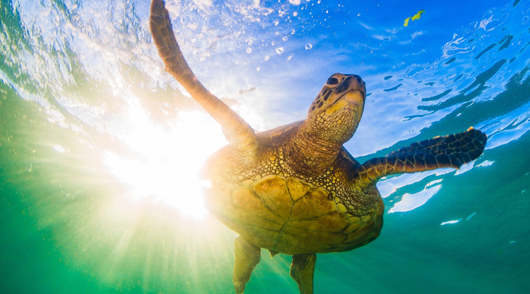 10 Amazing Facinating Important Facts About Sea Turtle You Didn't Know - FOREVER WILDLIFE