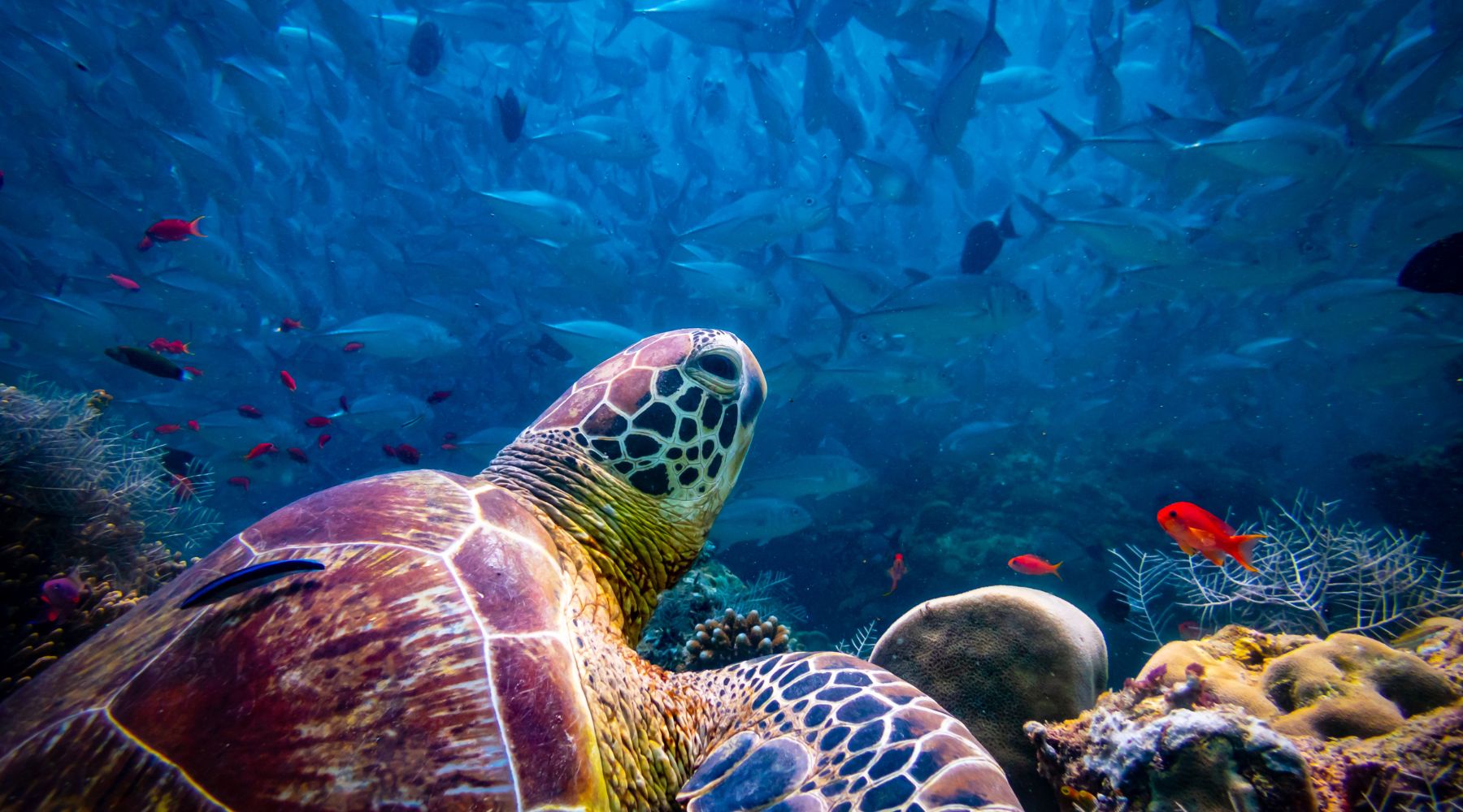 10, 9, 7, 6, 5, 3 Amazing Interesting Facts About Sea Turtles You Didn't Know - FOREVER WILDLIFE