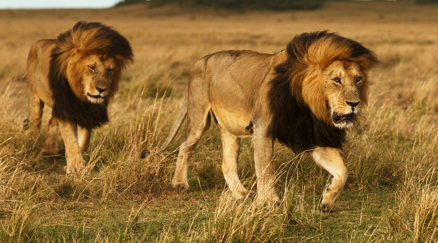 Wonders of Wildlife - Interesting Facts about Lions - FOREVER WILDLIFE