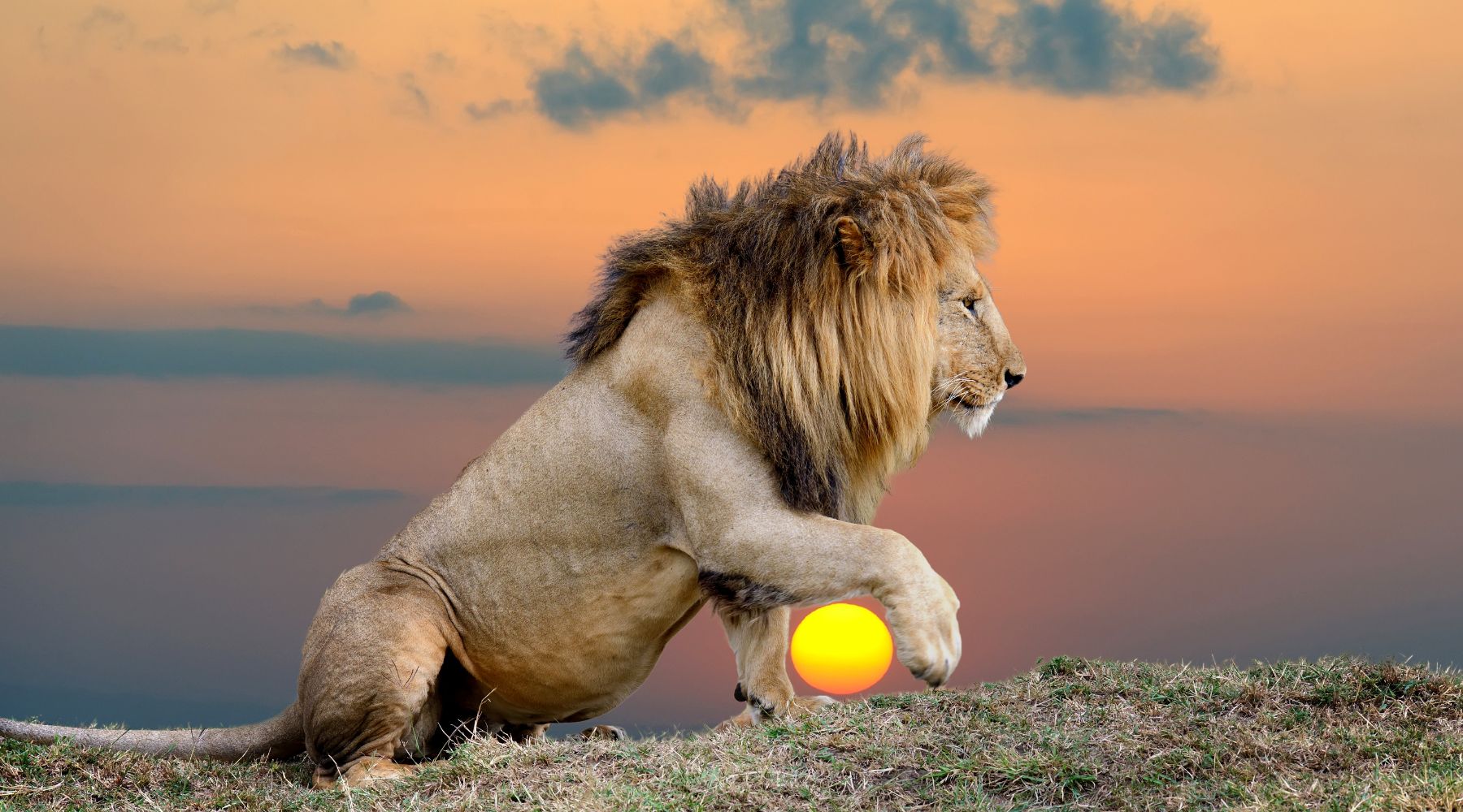 Wildlife Wonders, 10 Facts about lions, facts about lions, 5 facts about lions, 10 facts about lions - FOREVER WILDLIFE