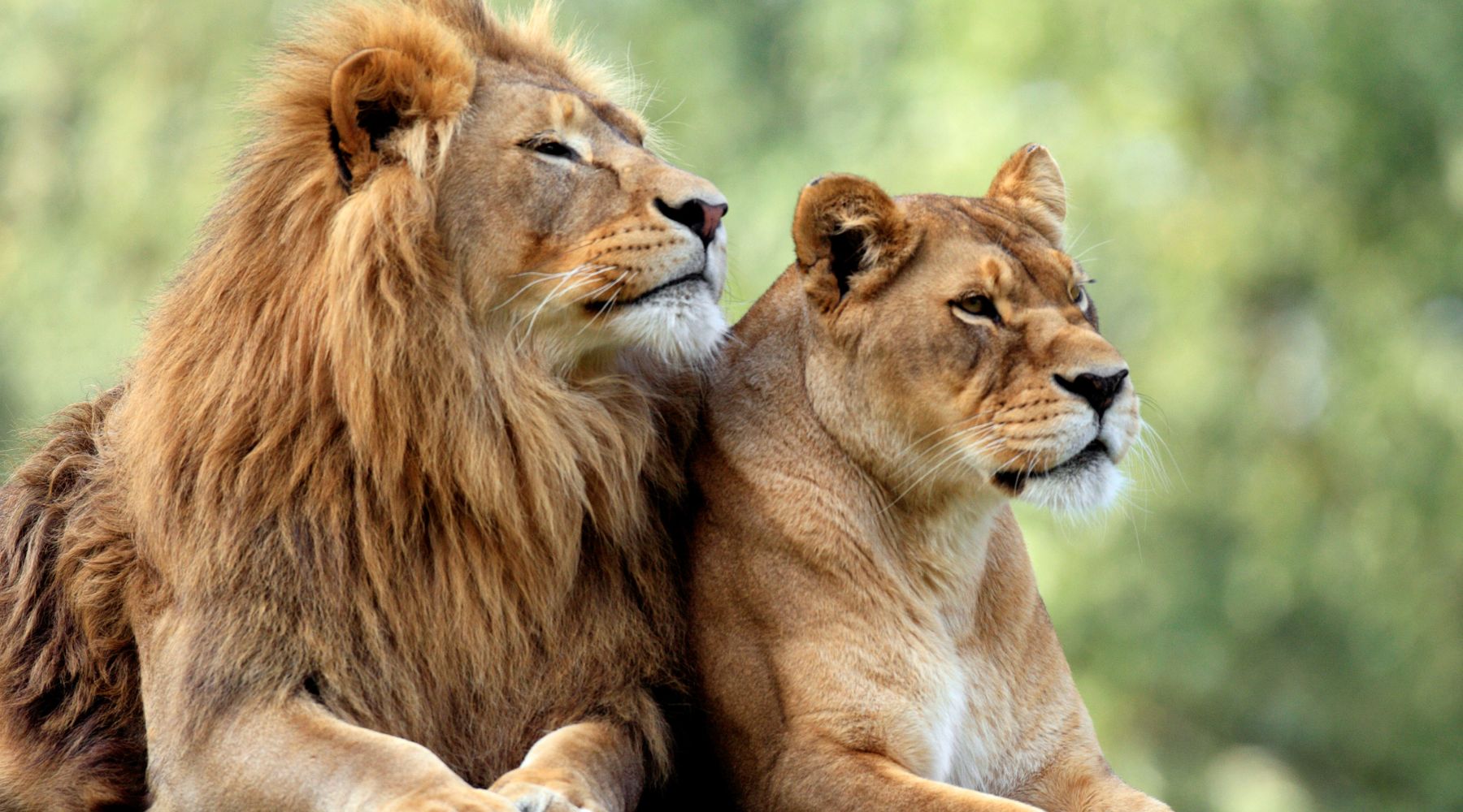 Wildlife Wonders, Facts about Lions - FOREVER WILDLIFE