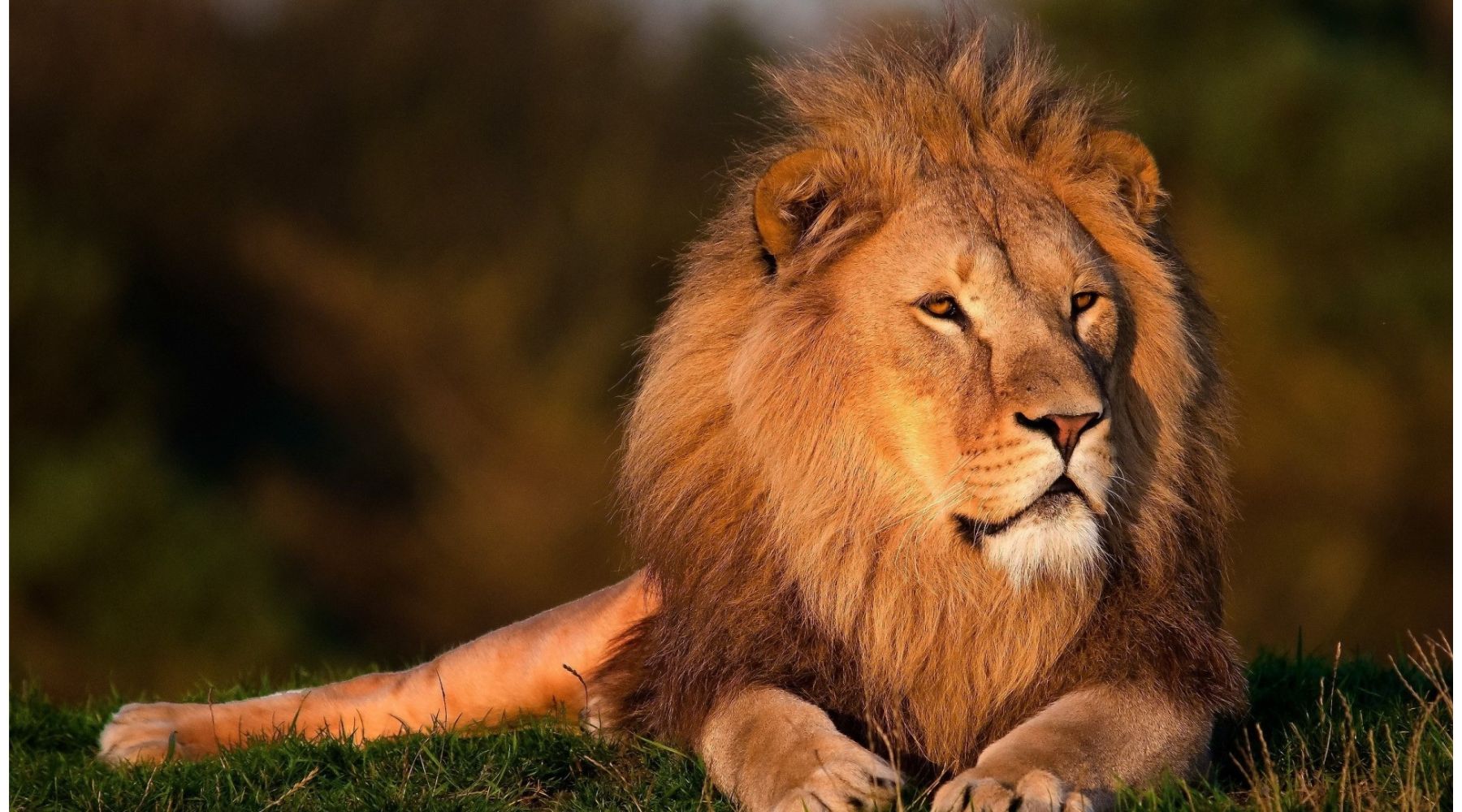 Wonders of Wildlife, Facts About Lions - FOREVER WILDLIFE
