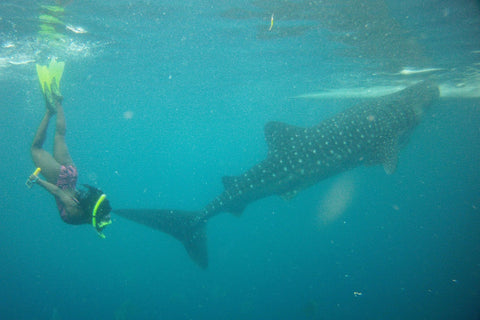 woman snorkeling underwater with whale shark