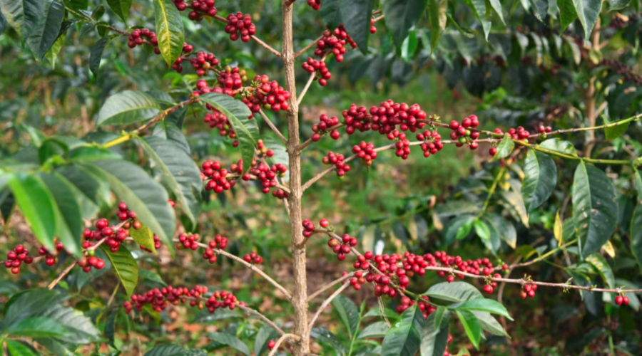 Ethiopian coffee berries