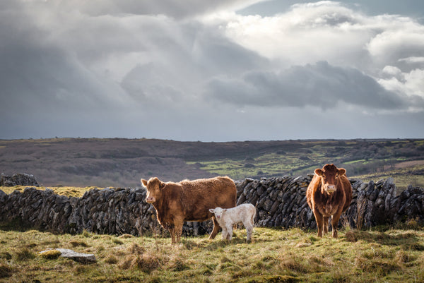 Cows grazing on Irish pasture