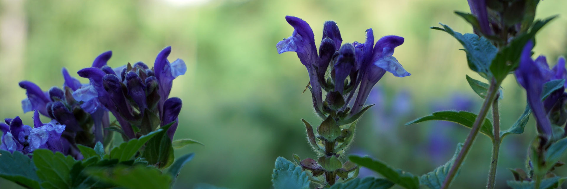 Scutellaria alpina