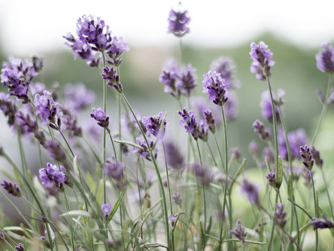 Lavender Essential Oils Benefits and Uses
