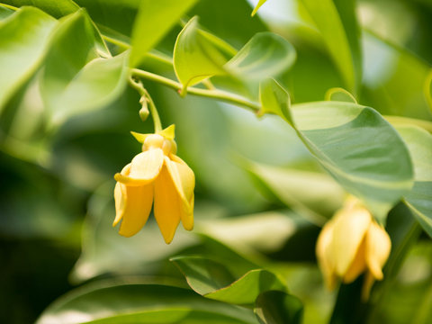 Ylang Ylang Essential Oil Benefits and Uses