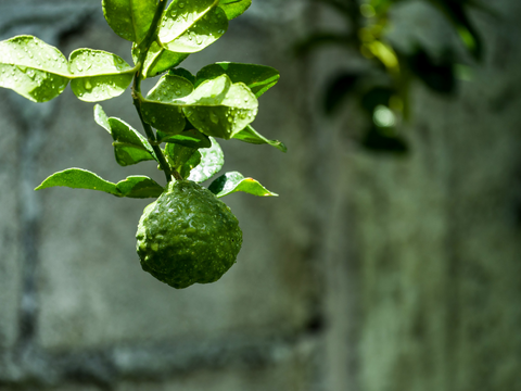 Bergamot Essential Oil Benefits and Uses