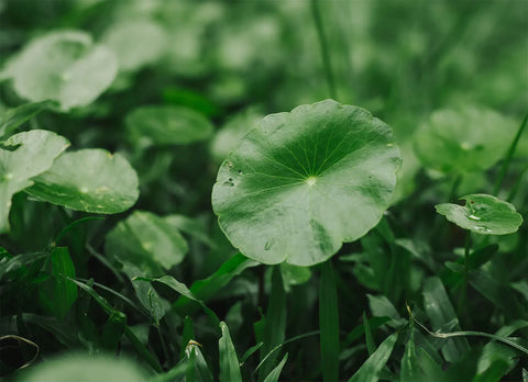 Centella asiatica