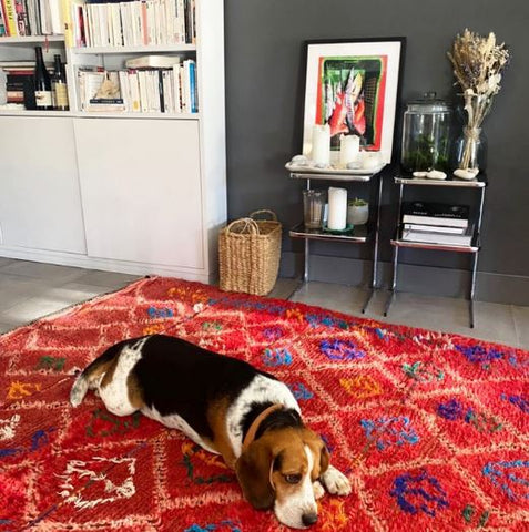 chien sur tapis en laine