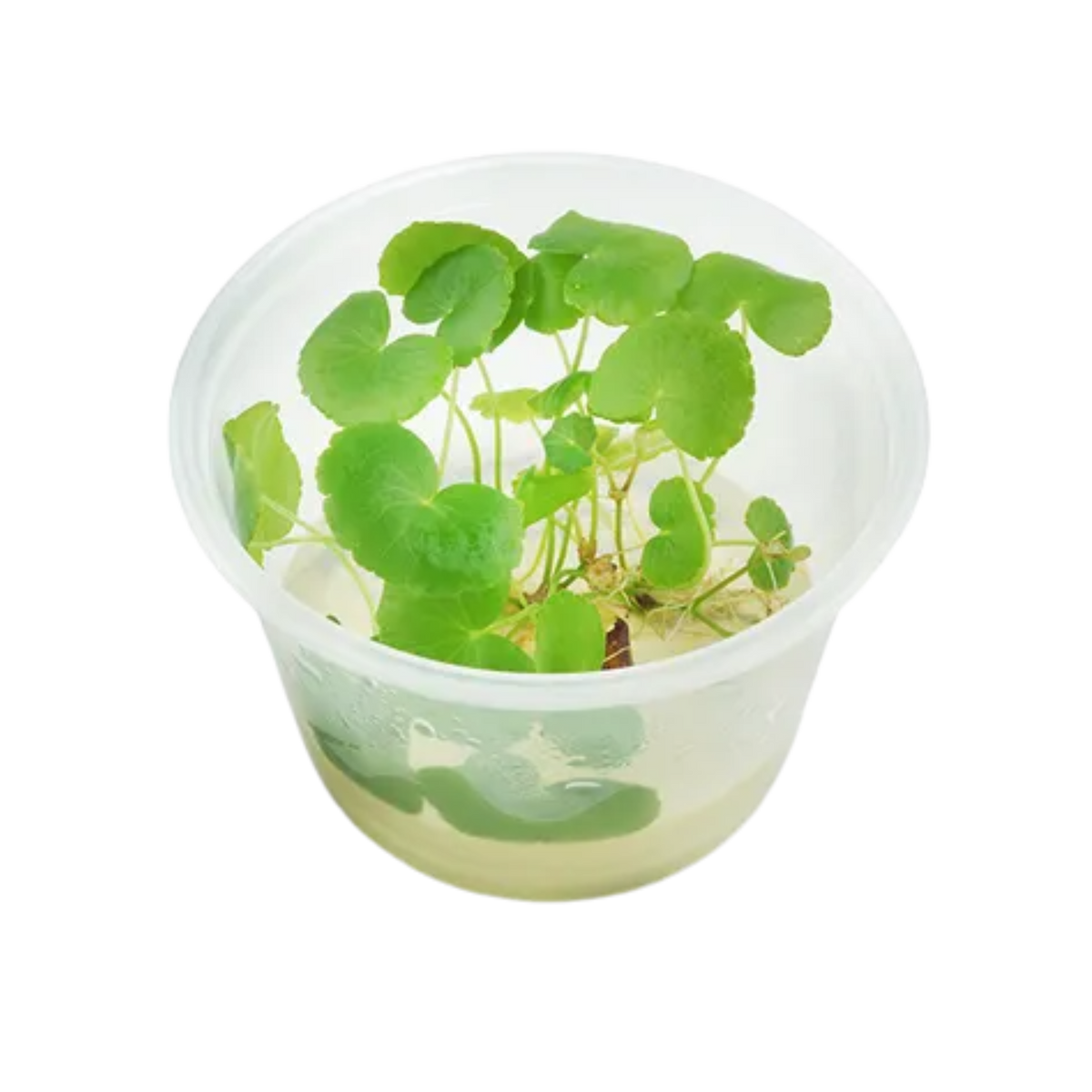 Hydrocotyle leucocephala Tissue Culture – Aura Aquarium