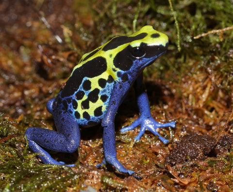 Dendrobates tinctorius - NG Terrariums