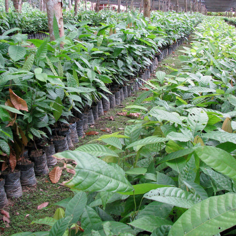 Plantation of young Criollo cacao trees at Hacienda San Jose, in Venezuela. Criollo cacao is the rarest and most expensive cacao in the World.