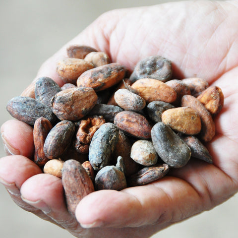 Fermented and dried Criollo cacao beans grown at Hacienda San Jose in Venezuela