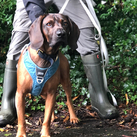 Dog nose - the power of scent in mantrailing