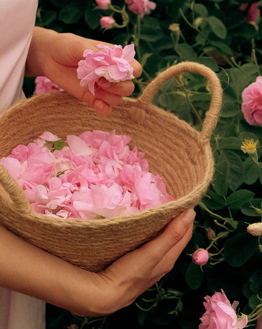 In Bulgaria, the Rose Damascena holds a cherished place in both culture and economy. Renowned as the "Rose Valley," Bulgaria's fertile lands provide the perfect conditions for cultivating this exquisite flower.