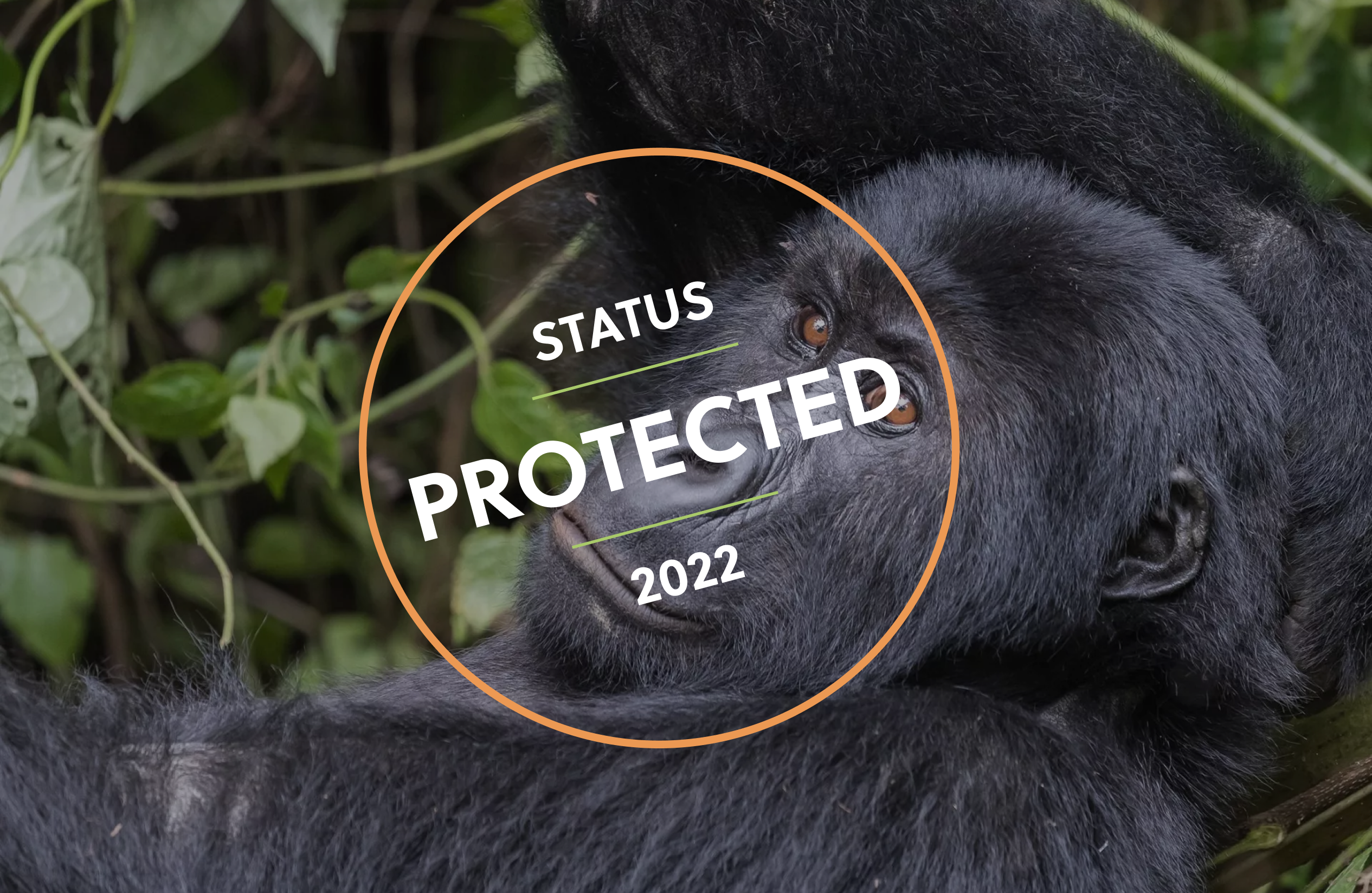 The rainforest trust protects the species