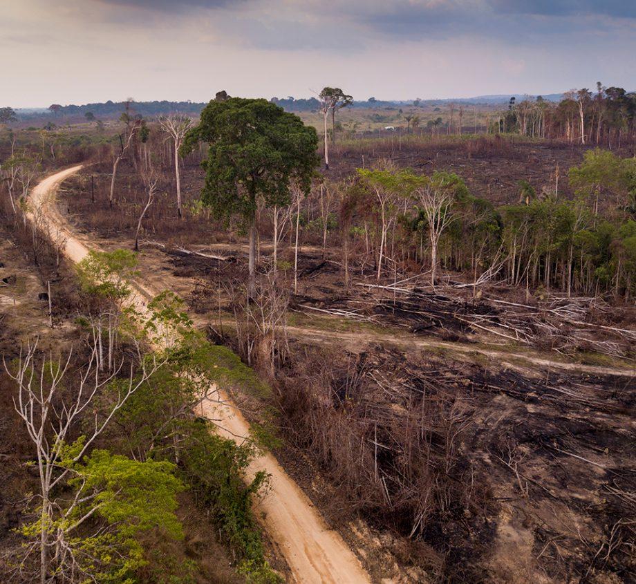 Rainforest deforestation