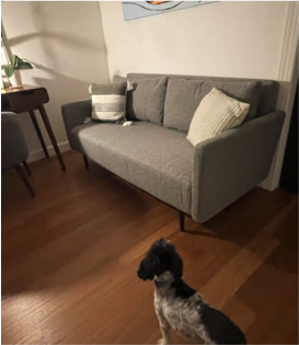 dog_and_sofa