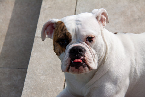 Olde English Bulldog