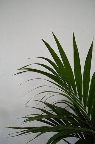 palmiers : les tropiques chez vous, un article noyoplantes livraison locale de plantes d'intérieur et objets de seconde main