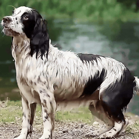 Wet dog outdoors shivering in cold needing a dog drying coat