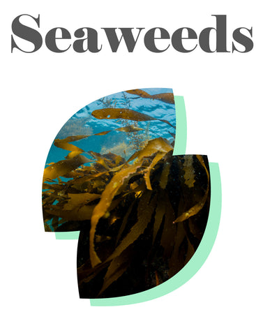 Hydro Jelly Modeling Mask - Seaweeds - Dermabell - Ushops - Korean Skin Care