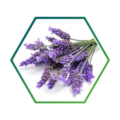 Lavender (Laender austifolia)