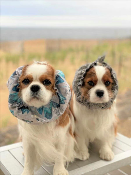 Maple & Paws_Adorable Blenheim Cavalier King Charles wearing dog snoods
