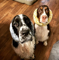 Maple & Paws_Cute english springer spaniels wearing dog snoods