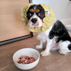 Maple & Paws_Pretty Tricolor cavalier wearing Dog Snood