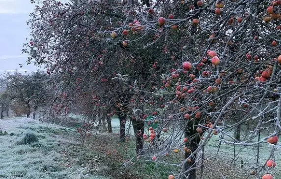 picture of bordelet vineyard