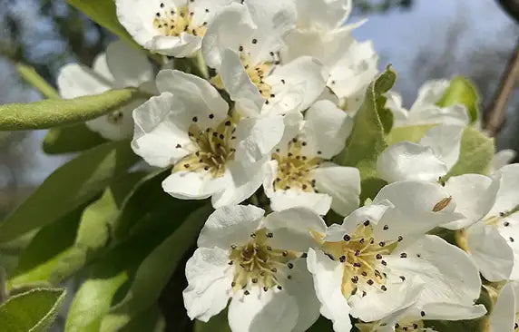 flowers on vineyard