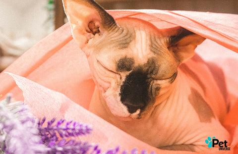 How much do Sphynx Cats cost? 