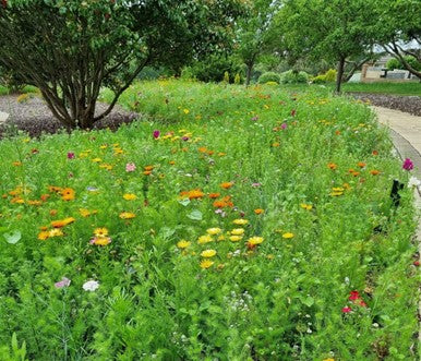 Meadow of colourful wildflowers