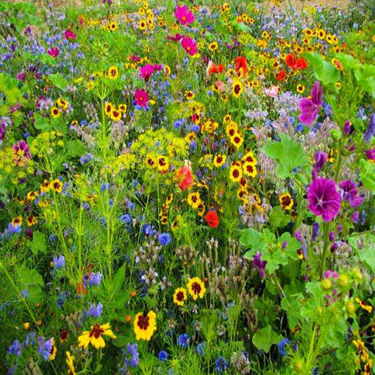 Ecosystem Wildflower Seed Mixes | Meadow Flowers Australia