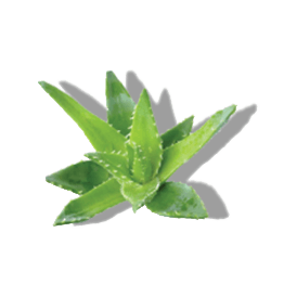 https://cdn.shopify.com/s/files/1/0578/7687/3387/files/ALOE-VERA.png?v=1643953741