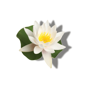 https://cdn.shopify.com/s/files/1/0578/7687/3387/files/Ingredients_0010_Ehite-water-Lilly.png?v=1647398521