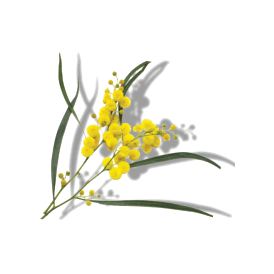 https://cdn.shopify.com/s/files/1/0578/7687/3387/files/WATTLE-SEED.png?v=1643938163