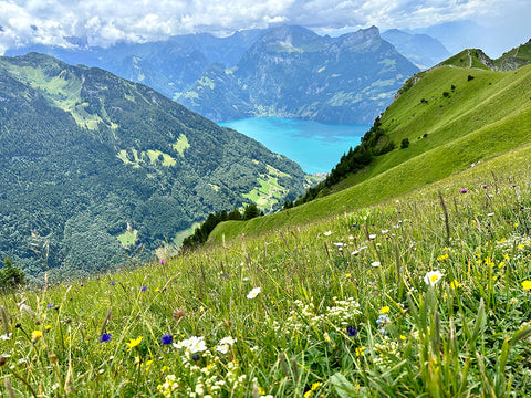 Swiss lake and meadow