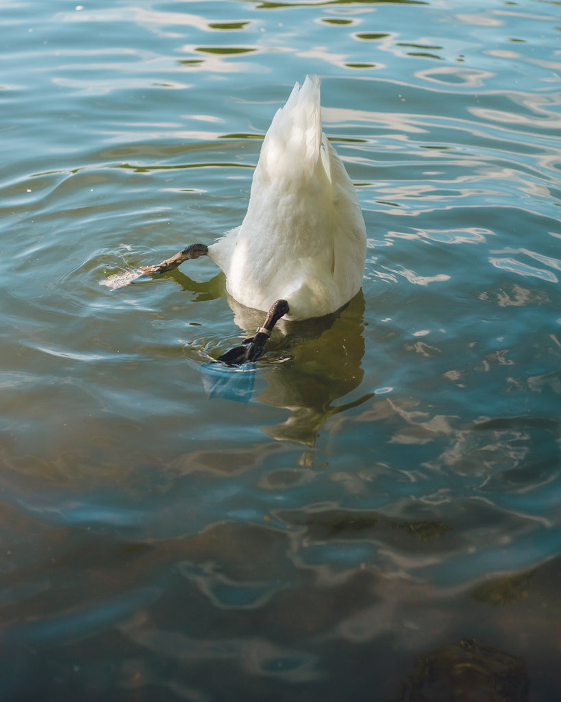 upside down duck