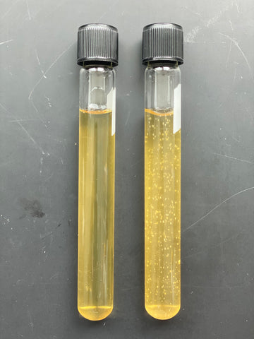 2 test tubes of HLP media. The left test tube is the negative control and has no cellular growth, the right test tube is the positive control with many bacterial colonies visible in the media