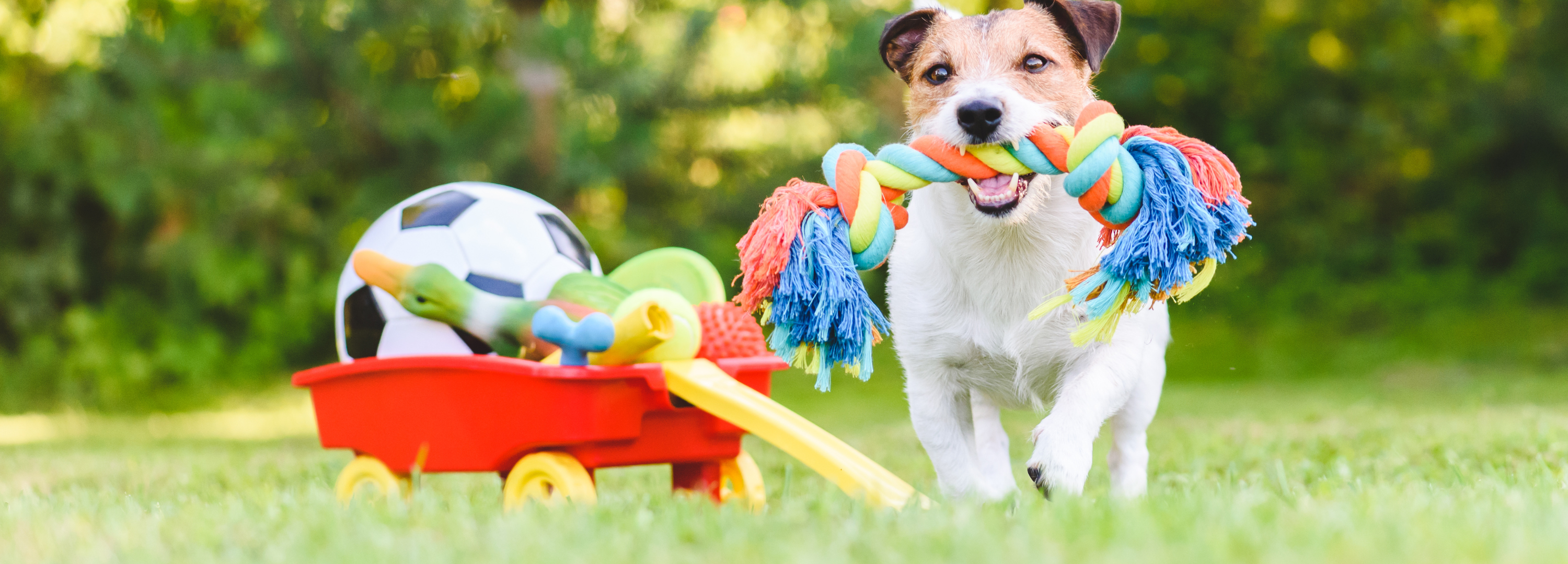 Anxious Dog Remedies