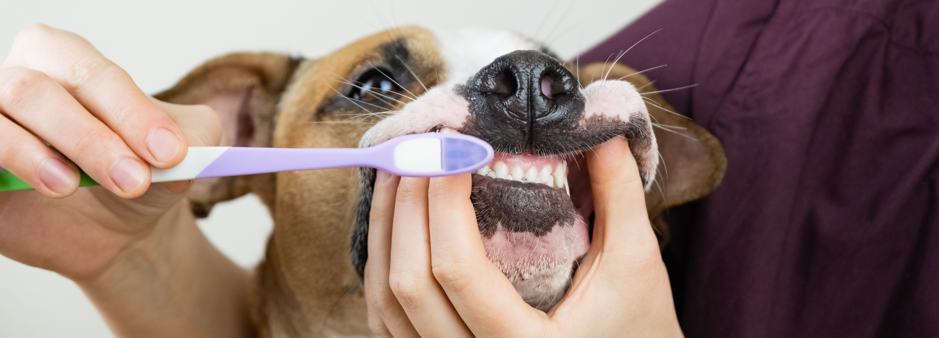 Brushing Dog Teeth