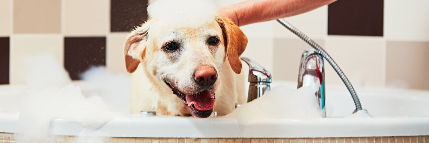 Hydrating dog bath for dry skin