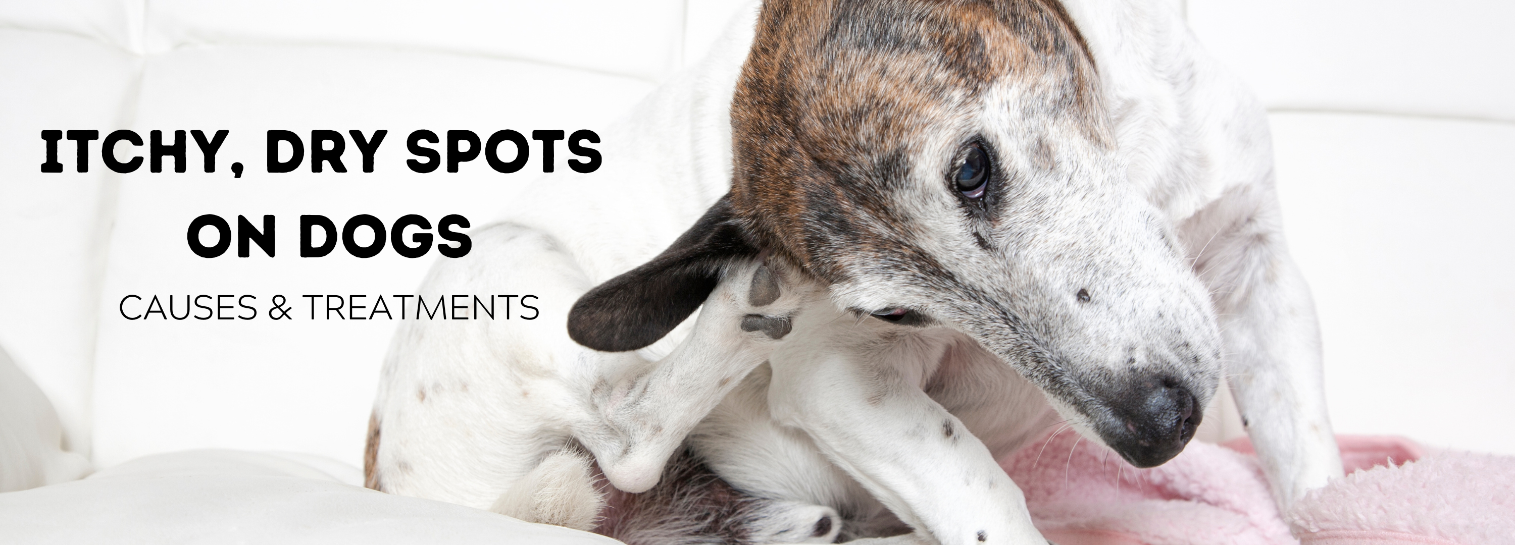 Causes & Treatments for itchy dry spots on dogs
