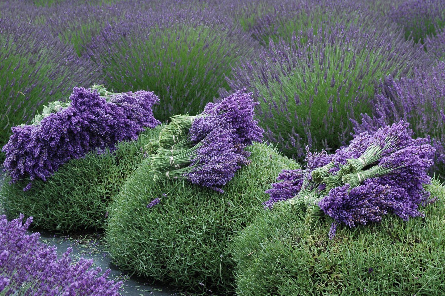 Lavender ingredient for perfume